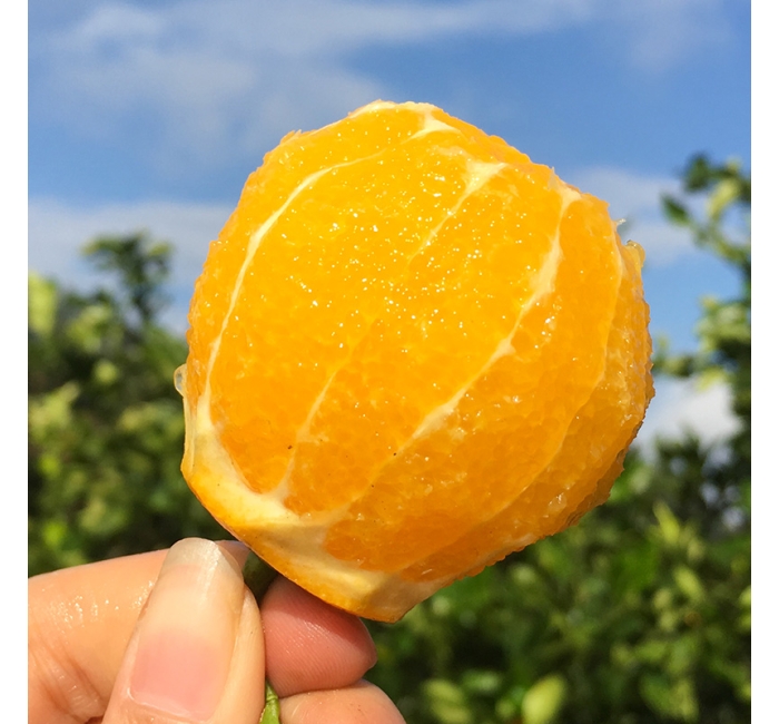 少见纯甜！外地人几乎吃不到~央视记者都被甜润到！快和本地人抢着吃~